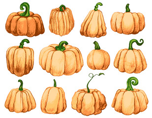 Orange pumpkins drawn with pastel pencils. Vector illustration