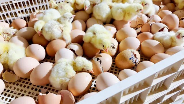 process of chicken hatching in a modern farm, high-tech equipment and techniques used to ensure the health and well-being of the chicks