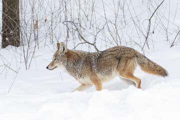 Fototapeta premium coyote (Canis latrans) in winter