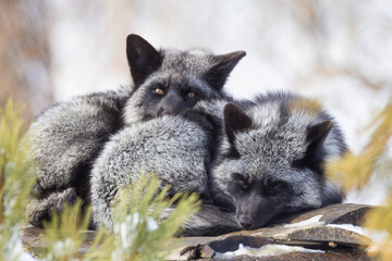 Fototapete bei efototapeten.de bestellen   