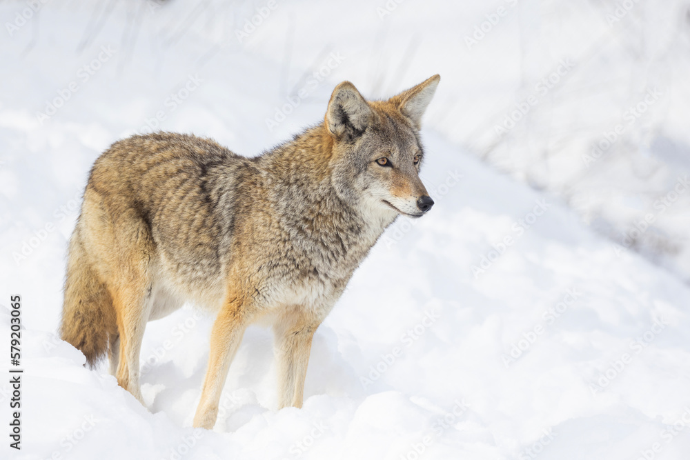 Sticker coyote (canis latrans) in winter