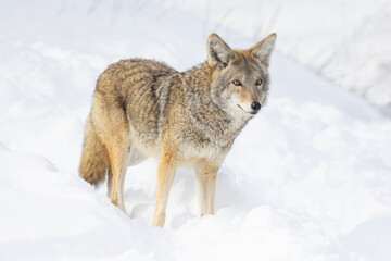 Fototapeta premium coyote (Canis latrans) in winter
