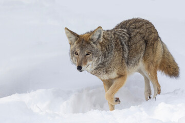 coyote (Canis latrans) in winter