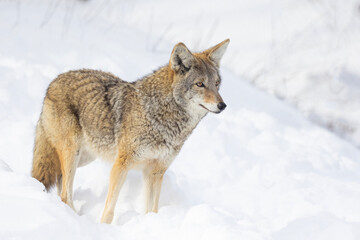coyote (Canis latrans) in winter