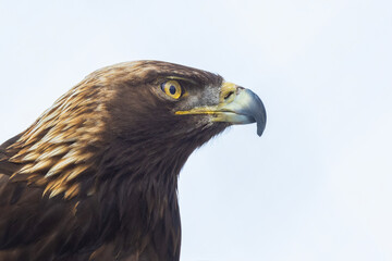 Golden eagle (Aquila chrysaetos) in winter