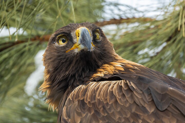 Golden eagle (Aquila chrysaetos) in winter