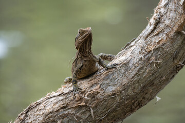 Australian Water Dragon sitting on a tree trunk face on - Scientific name: Intellagama lesueurii
