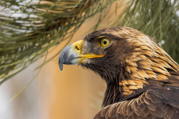 Golden eagle (Aquila chrysaetos) in winter