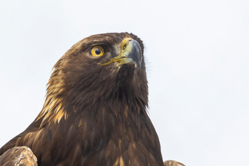 Golden eagle (Aquila chrysaetos) in winter
