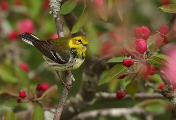 black throated green warbler in a flowering crabapple tree