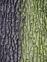 tree bark texture close up
