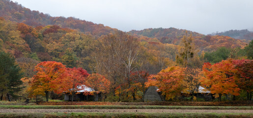 Obraz premium 紅葉