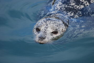 A Pacific harbor seal swims close to look for food