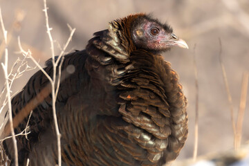 Wild Turkey hen (Meleagris gallopavo) puffed up against the chilly morning. Large upland game bird in golden light. Minnesota