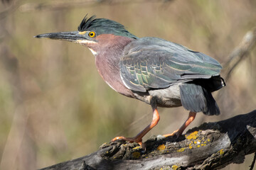 Green Heron (Butorides virescens) overwatching a stream in Minnesota