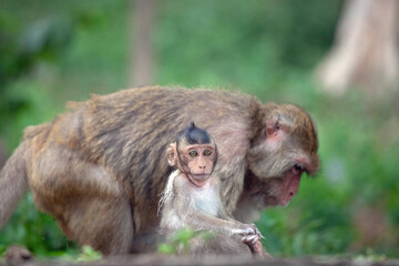 可愛いサル