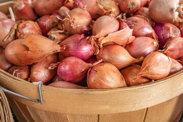 Many heads of red onions in a wooden box. Tropea sweet red onion on display for sale in local market