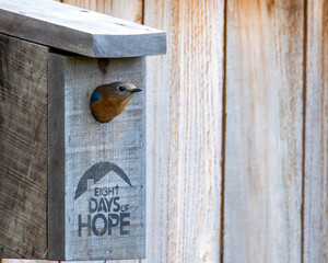 American Blue Bird