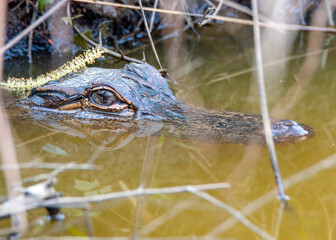 American Alligator Head