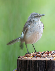 Mockingbird Perched by bird feeder