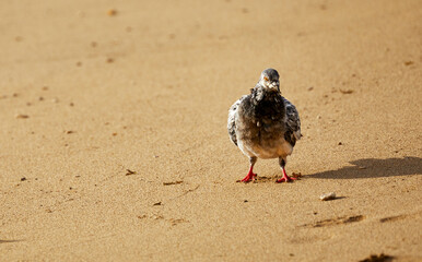 White Pigeon walking in the sand