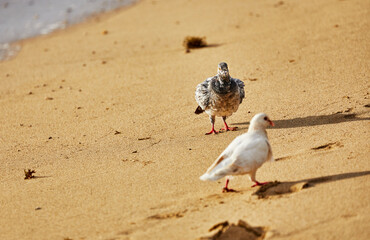 White Pigeon walking in the sand