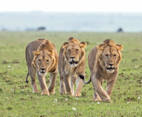 3 Young Male Lions