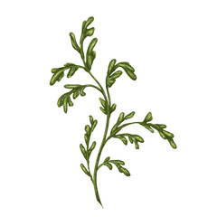 Wild leaves of white chamomile, with green leaves. On a white background. Design for herbal tea, natural cosmetics, aromatherapy, health products, textiles