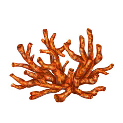 Sea coral is bright red-orange in color. Isolated object on a white background. Tropical underwater world. Digital illustration