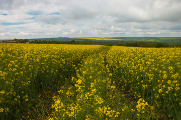 yellow flowering canola in the field in spring