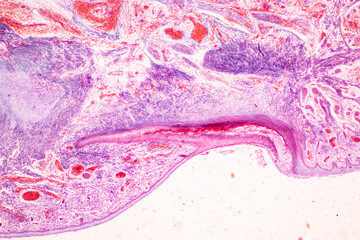 Characteristics Tissue of Skin from finger Human and Nail development finger of Human under the...
