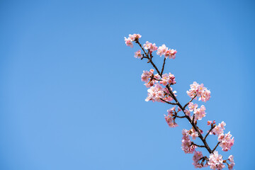 河津桜・春・桜の花びら