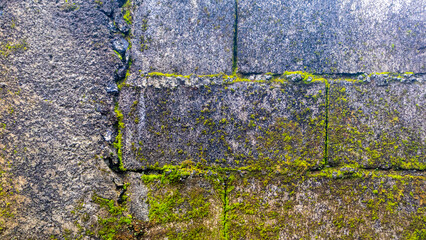 mossy brick wall in the background