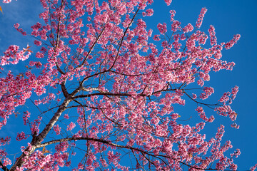 Spring arrives in Dalat city, cherry blossoms bloom everywhere, everyone is excited to take photos...