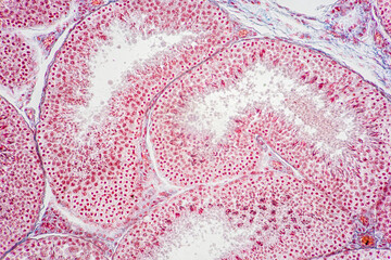 Anatomy and Histological Uterine tube, Uterus, Vagina, Ovary and Testis Rabbit cells under microscope. - obrazy, fototapety, plakaty