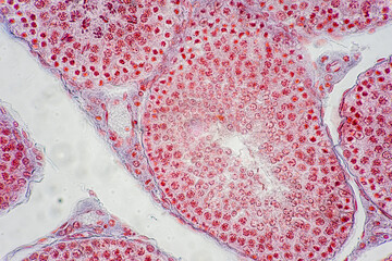 Anatomy and Histological Uterine tube, Uterus, Vagina, Ovary and Testis Rabbit cells under...