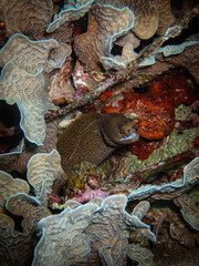Green moray eel (Gymnothorax funebris) in coralhead in the Carribbean, Roatan, Bay Islands, Honduras