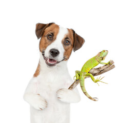 Jack Russell terrier holds iguana on wooden stick. Isolated on white background