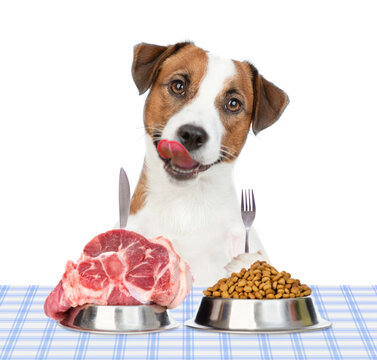 Funny Jack russel terrier puppy holds sits with knige and fork and looks bowls with dry dog food and raw meat. isolated on white background