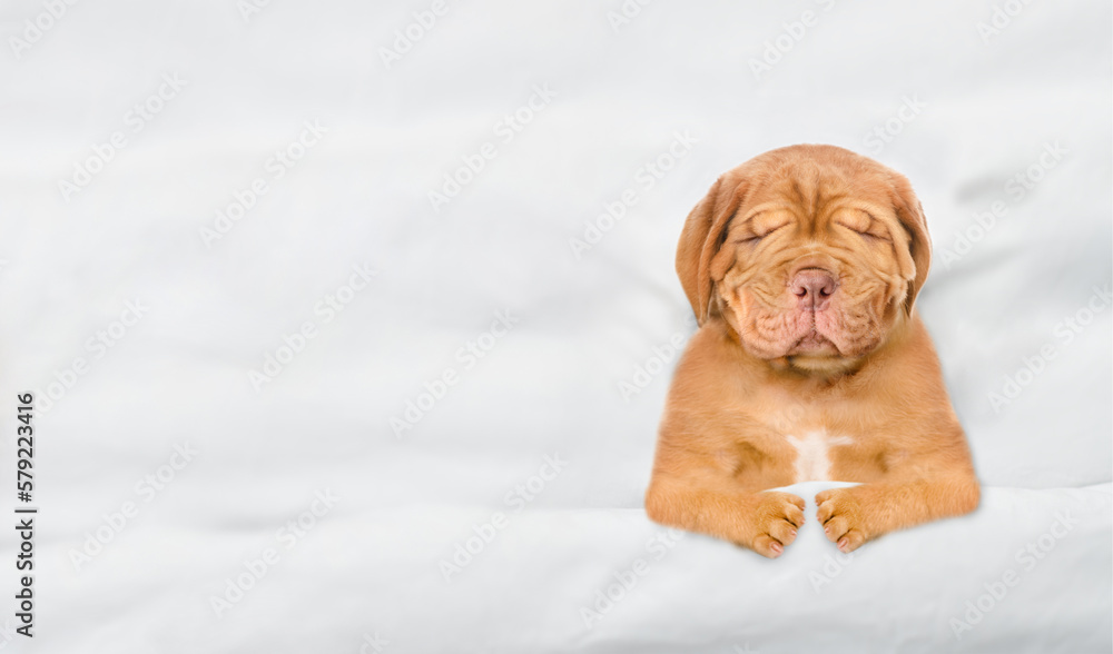 Poster unhappy mastiff puppy sleeping under white blanket on a bed at home before bedtime. top down view. t
