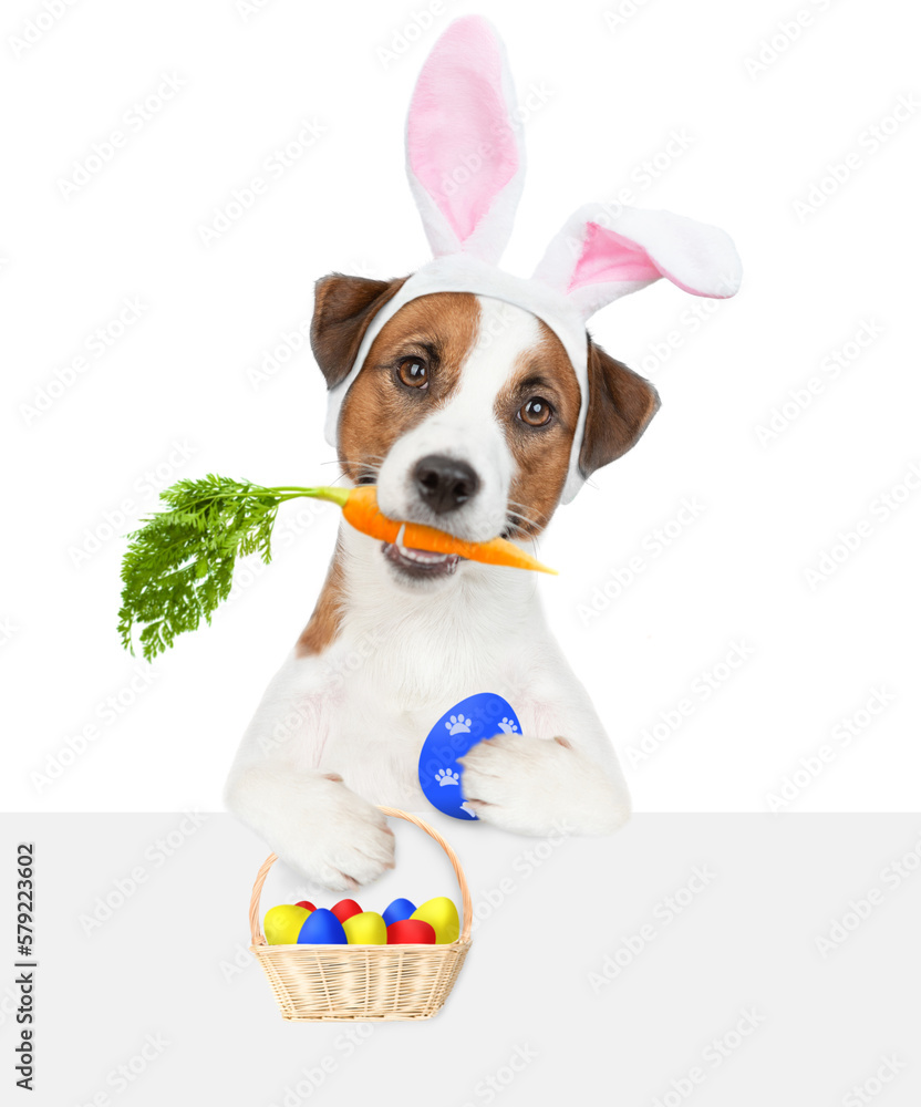 Poster funny jack russell terrier puppy wearing easter rabbits ears holds carrot in it mouth and basket of 