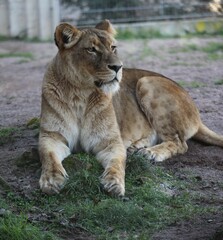 Fototapeta premium Animals