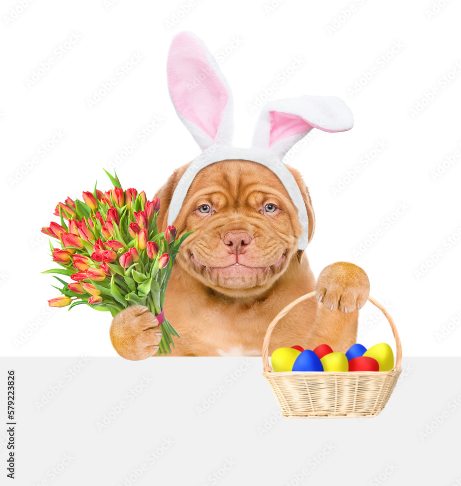 Poster smiling puppy wearing easter rabbits ears looks above empty white banner, holds basket of painted eg