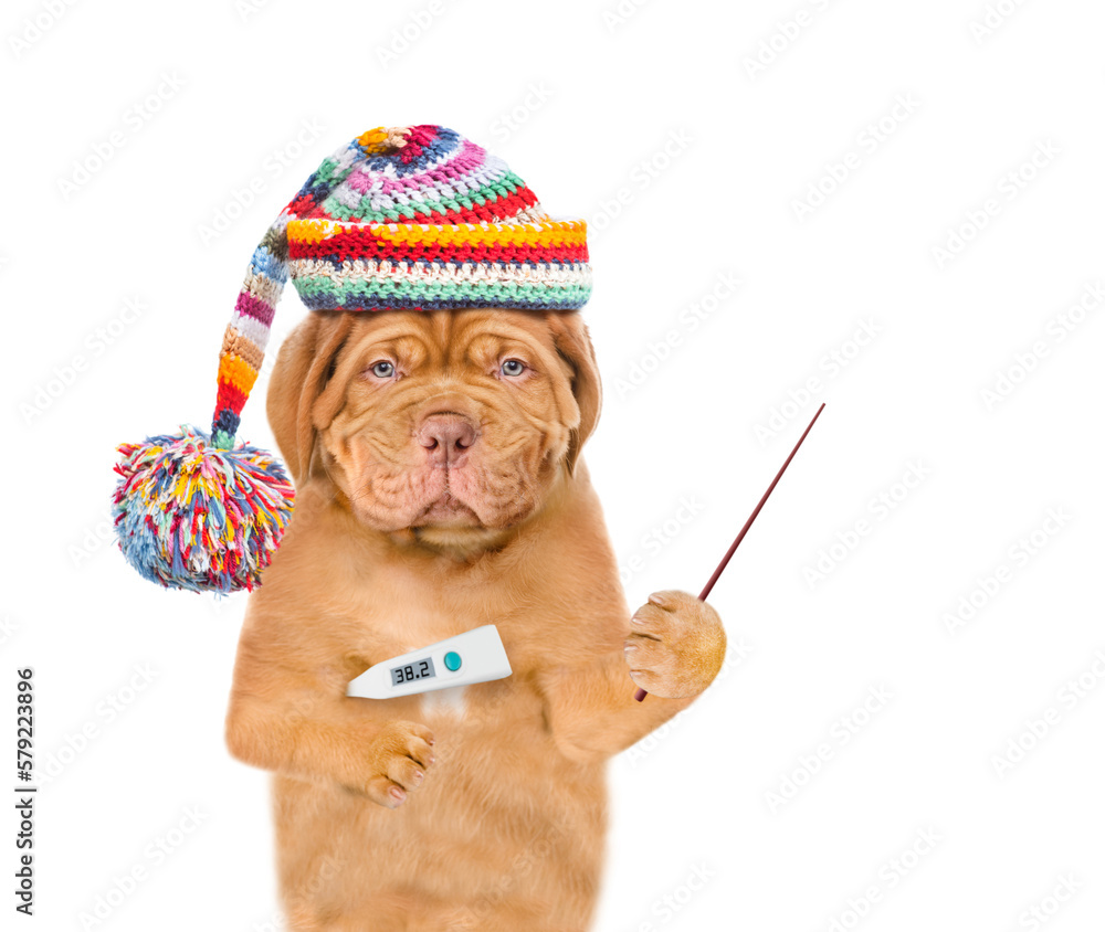 Poster unhappy sick puppy wearing warm hat holds thermometer and points away on empty space. isolated on wh