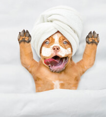 Funny Mastiff puppy with towel on his head and with cream on his face relaxing on the bed at beauty...