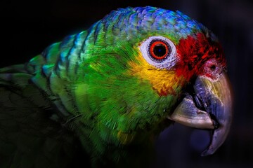 blue and yellow parrot