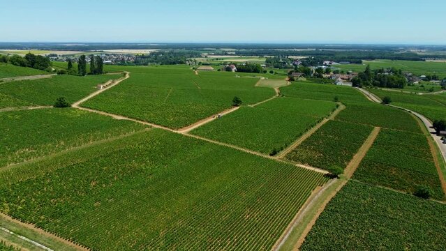 4K aerial footage of vineyards outside Pernand-Vergelesses, a famous wine producing commune in the C&ocirc;te-d'Or department in eastern France