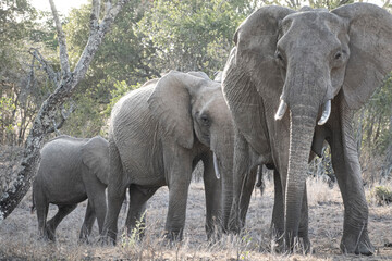 a mother elephant and her daughters in the wild