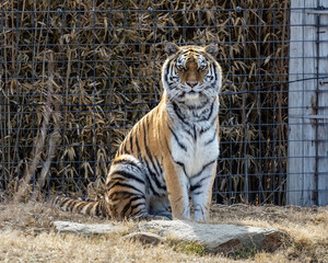 A tiger sits and stares at the crowd at a zoo