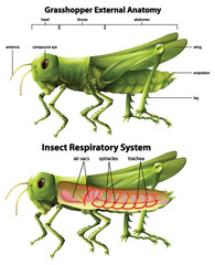 Fototapeta na wymiar Grasshopper respiratory system diagram